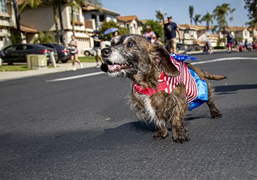 Celebrate America Pet Parade